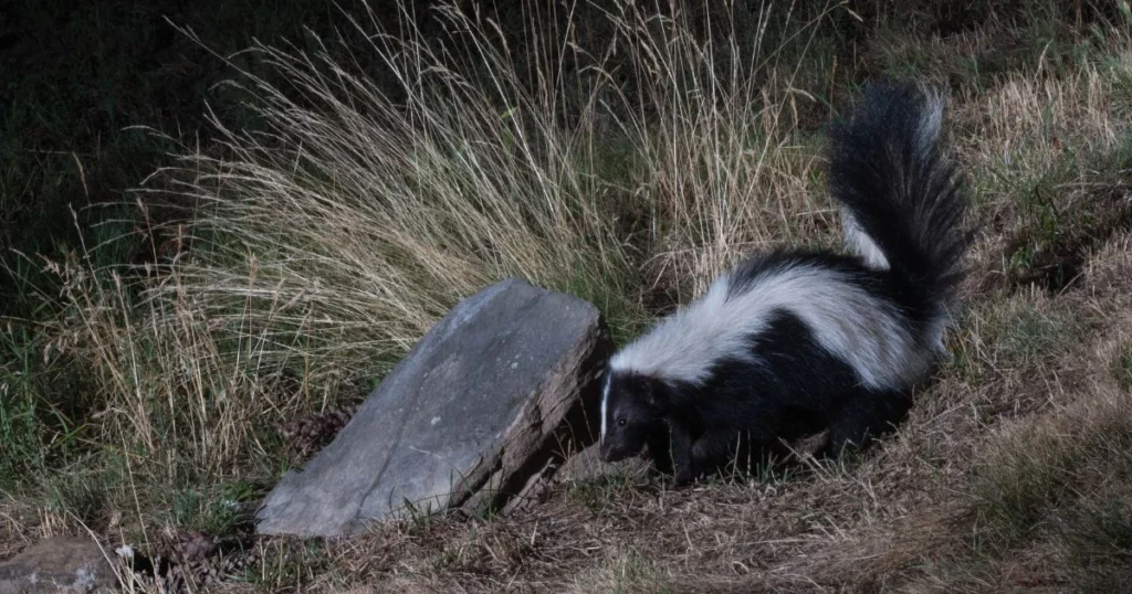 how far can skunk smell travel