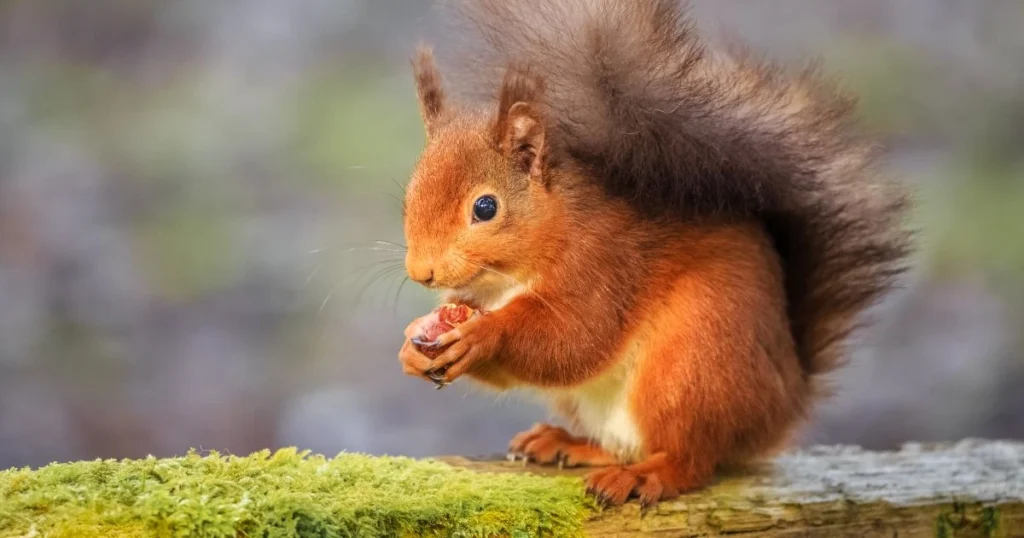 do red and grey squirrels interbreed