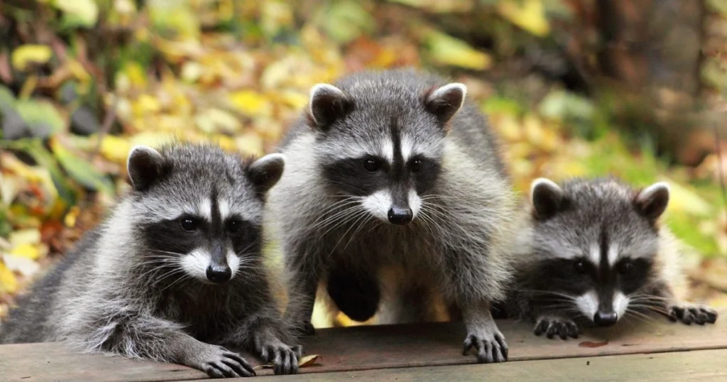 can cats breed with raccoons