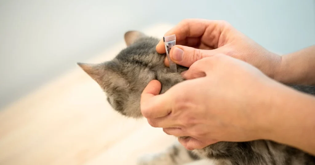 flea spray for kittens