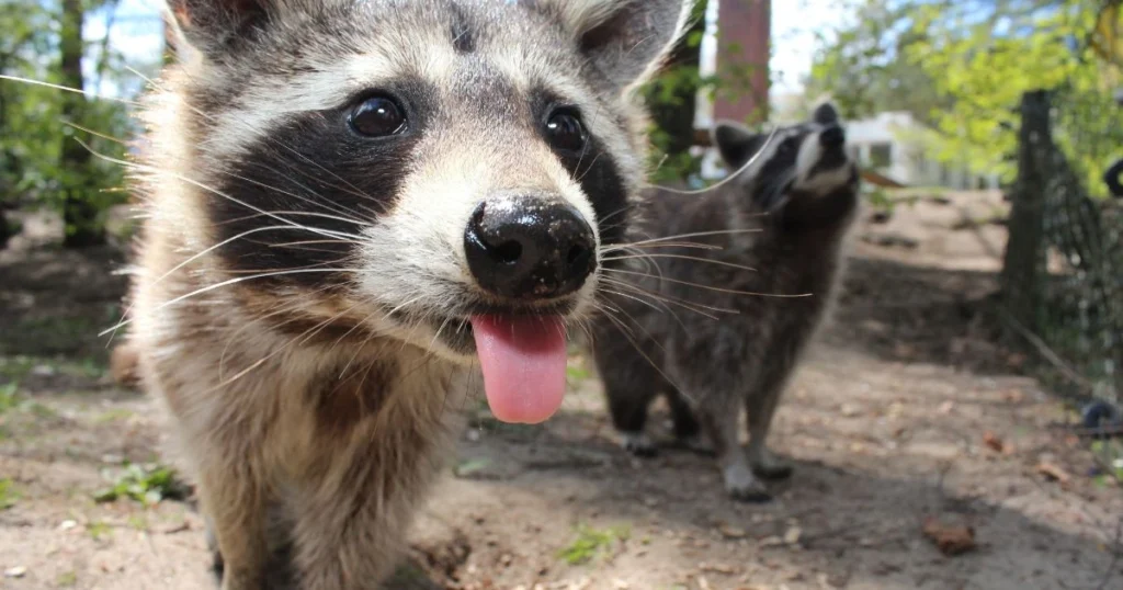 peppermint oil for raccoons