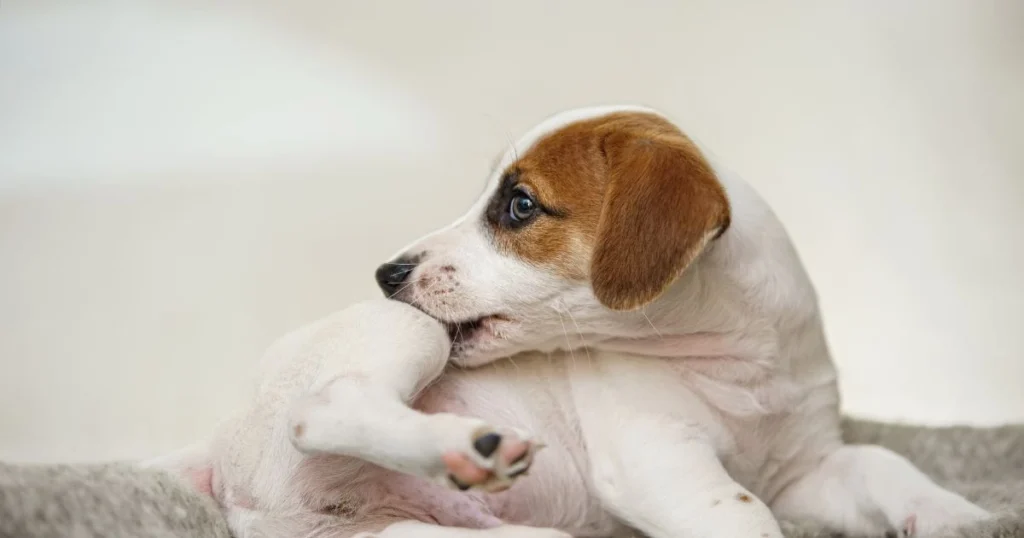 flea treatment for 8 week old puppy