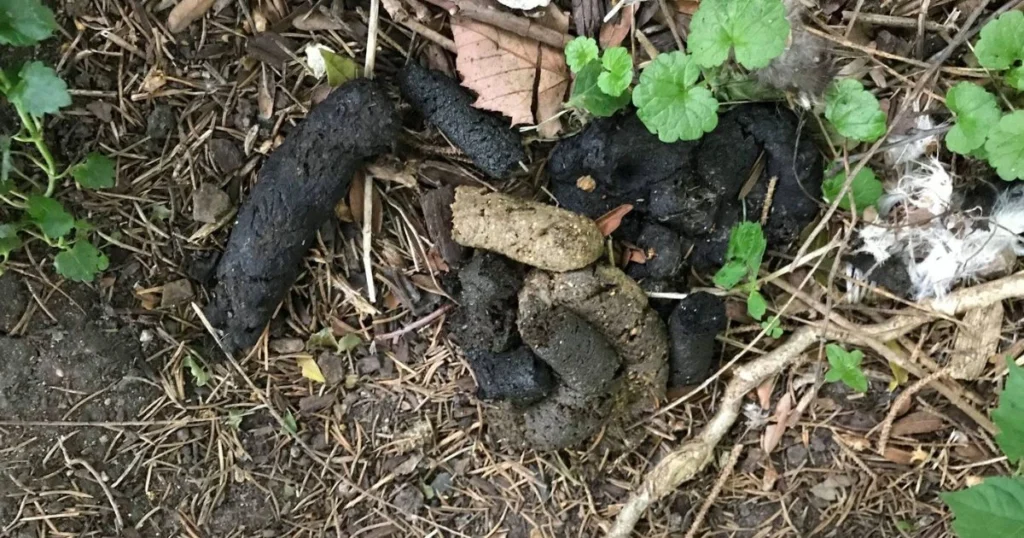 raccoon latrine removal