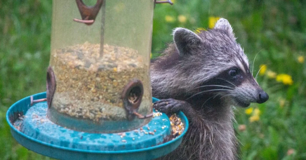 how to keep raccoons off bird feeders