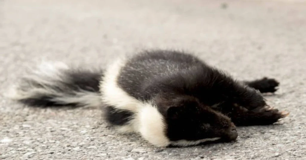 dead skunk removal near me