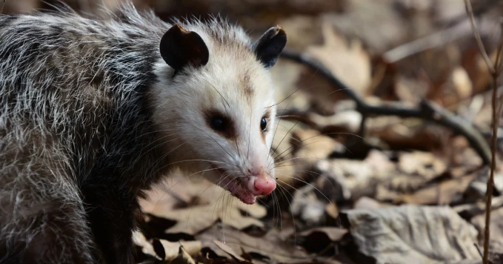 opossum hole