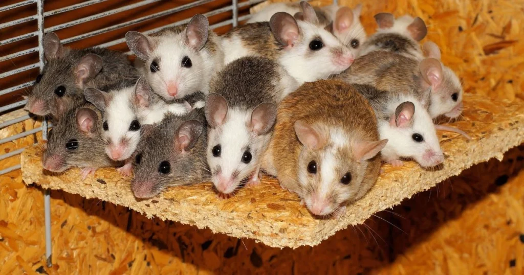 mice singular or plural
