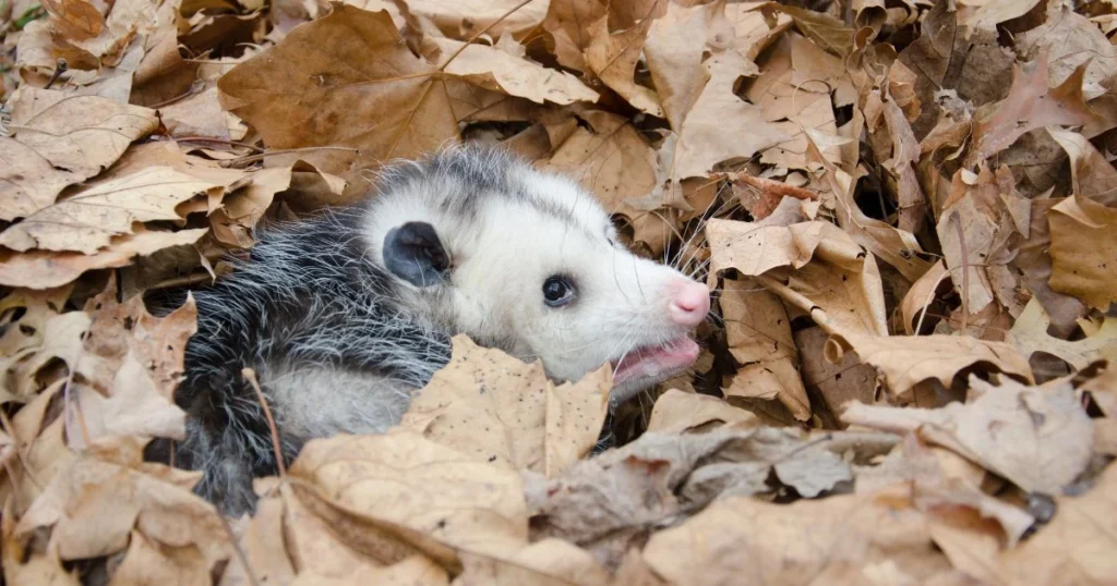 armadillo and opossum