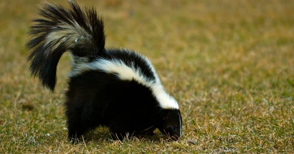 how far away can you smell a skunk