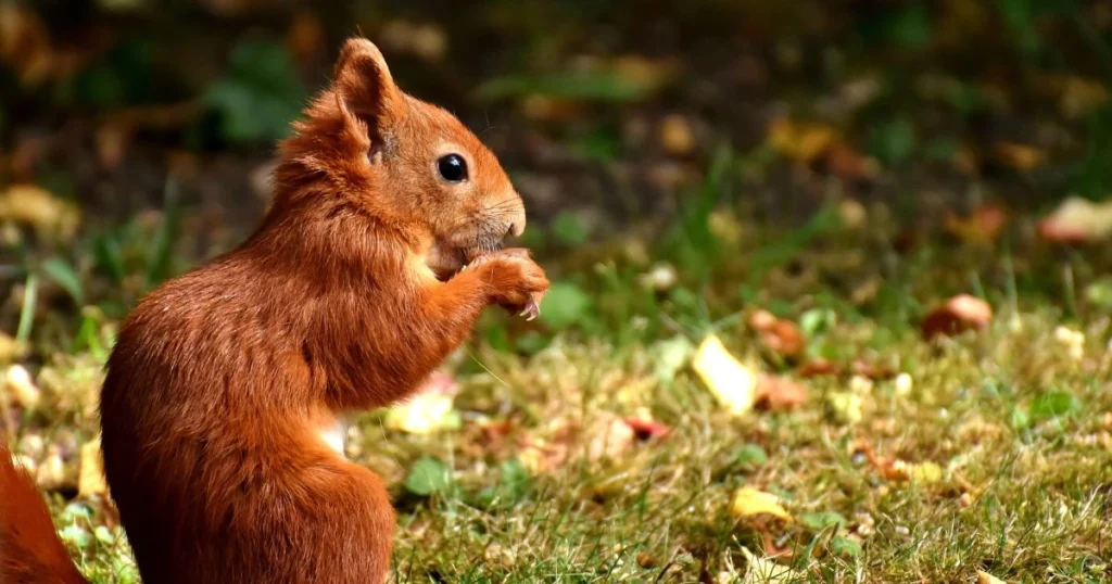 do red and grey squirrels interbreed