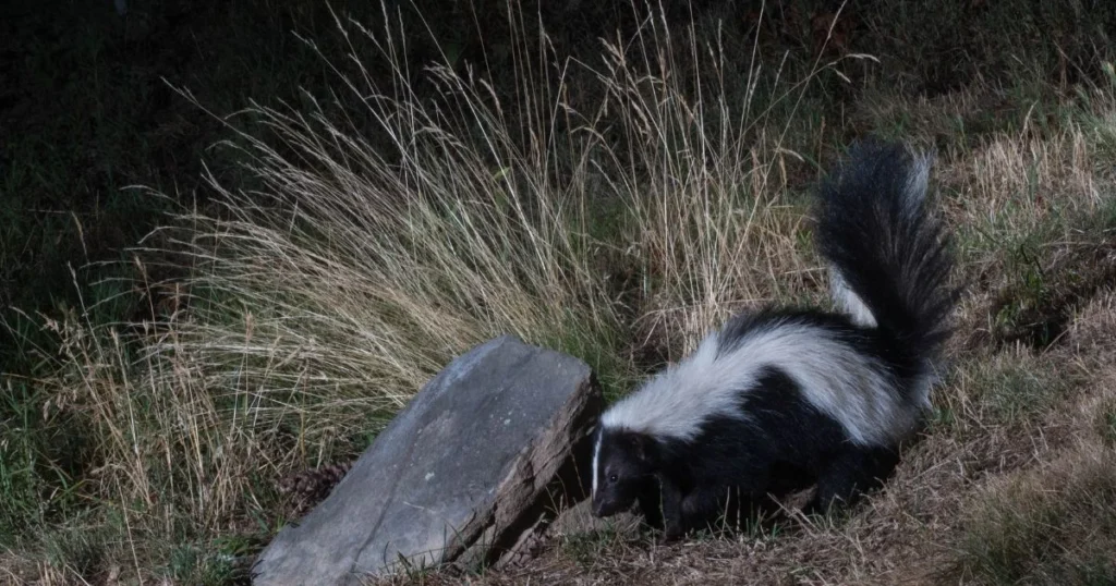 can a skunk spray without lifting its tail