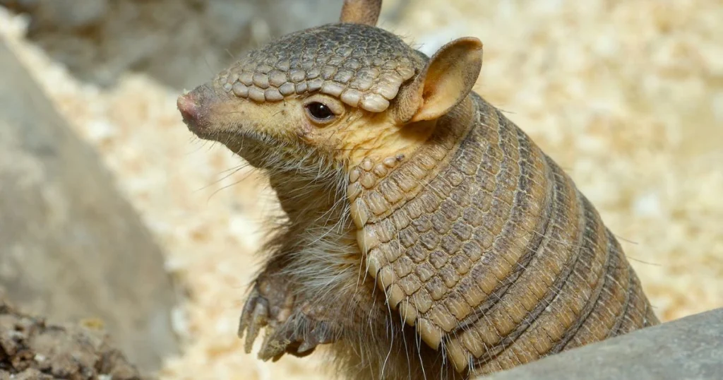 armadillo quadruplets