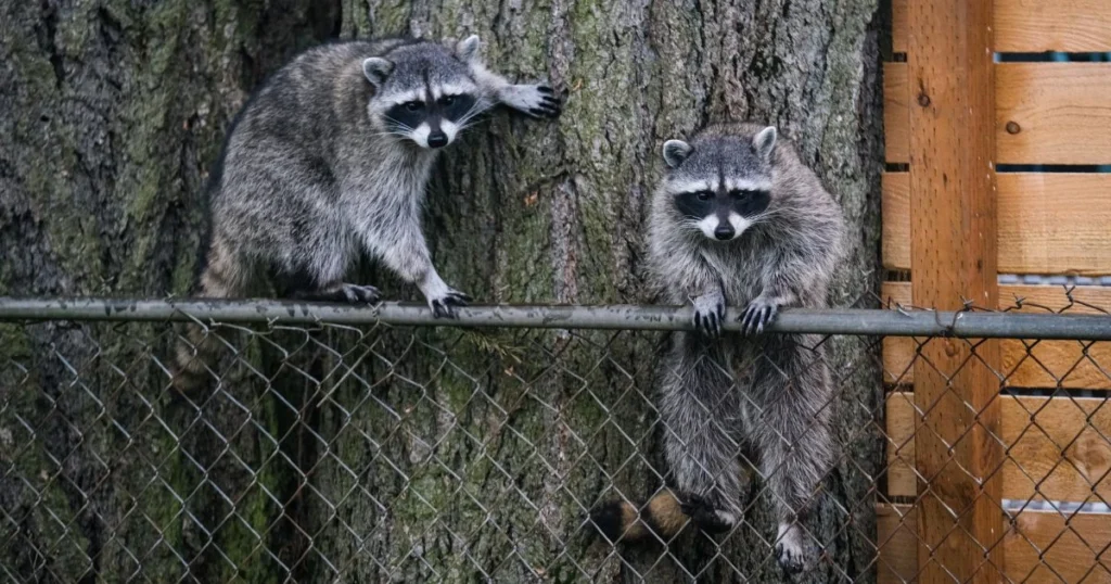 do raccoons spray urine