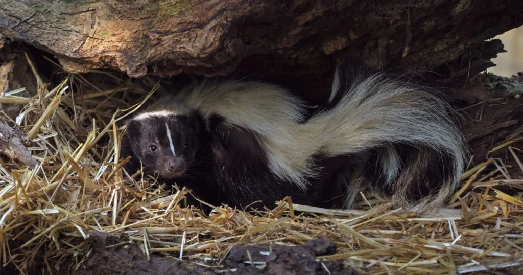 skunk digging