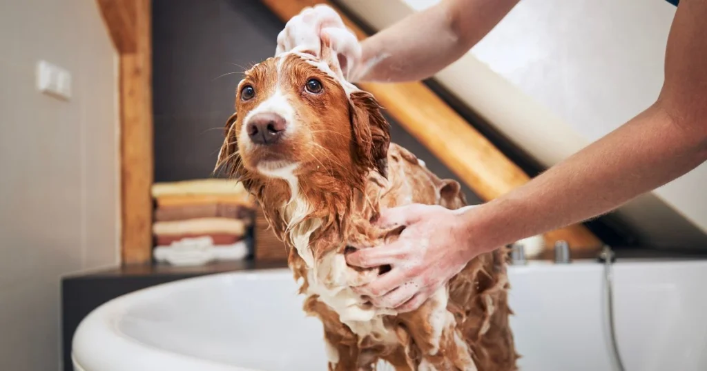 dog urine smells like skunk