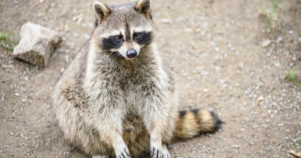 raccoon latrine removal