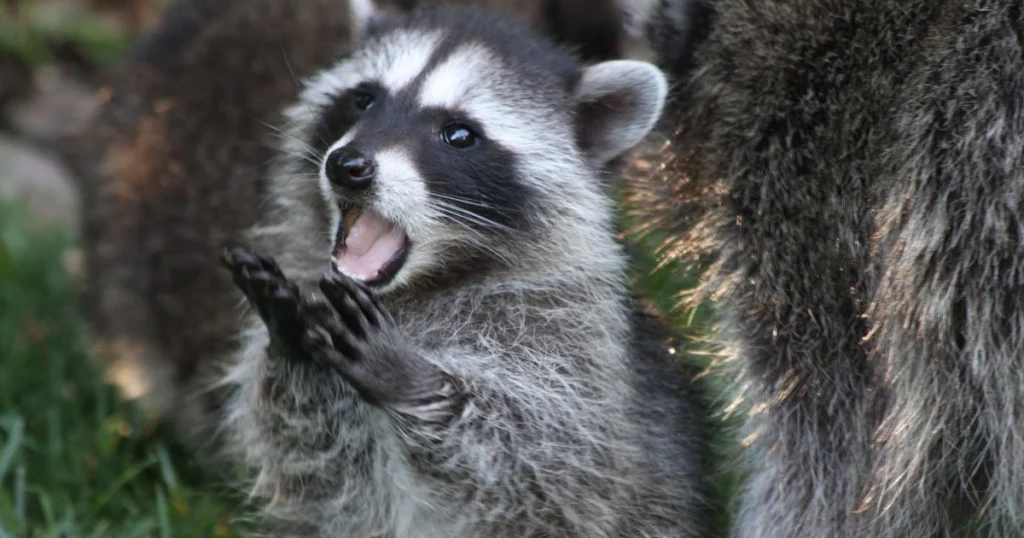 what noises do raccoons make