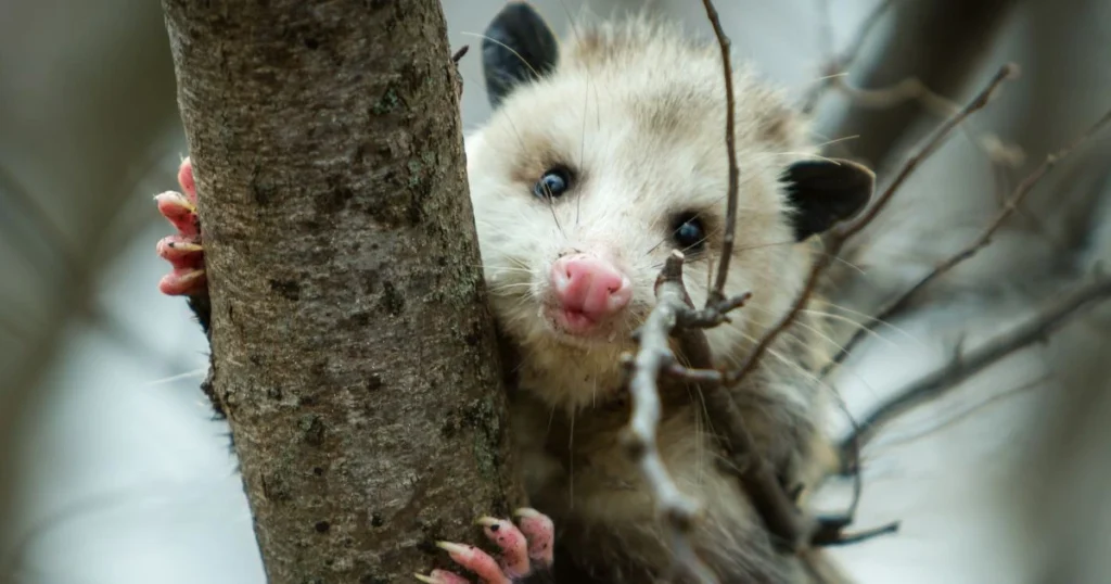 are opossum dangerous to cats