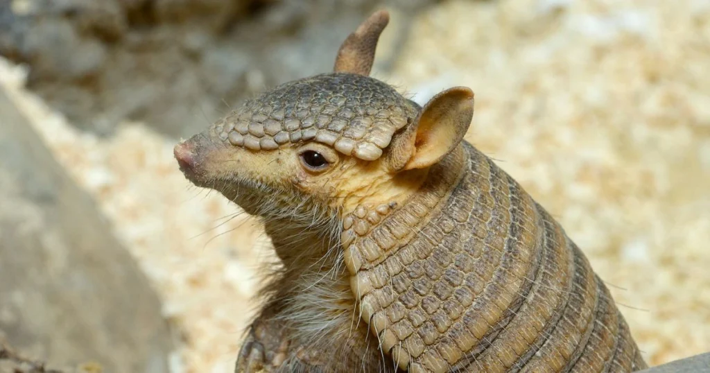 armadillos poisonous