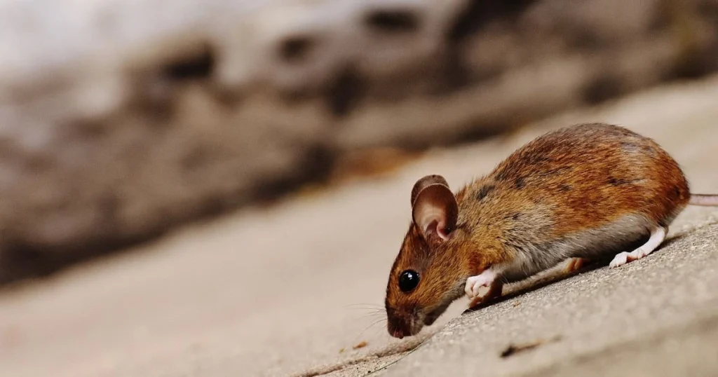 will mice return to a disturbed nest