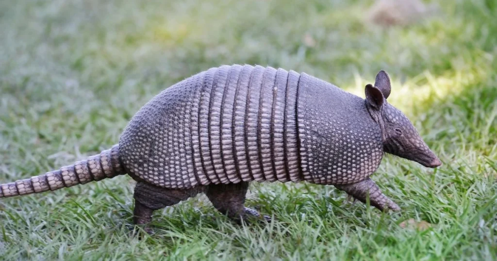 opossum vs armadillo