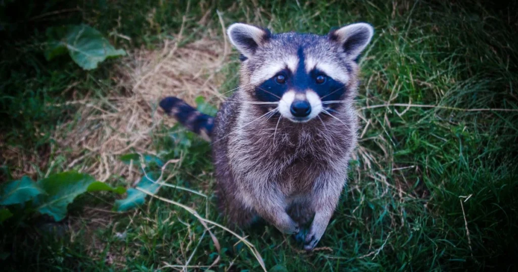 peppermint oil for raccoons