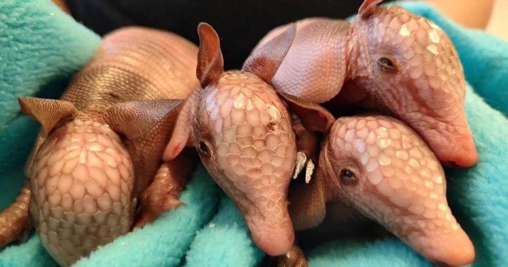 life cycle of an armadillo