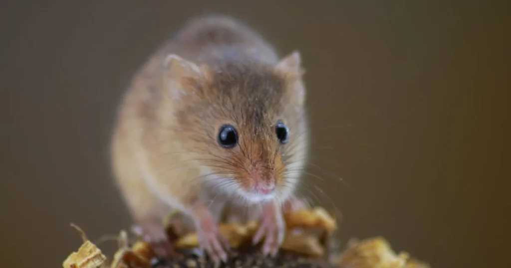 how to keep mice out of house in winter