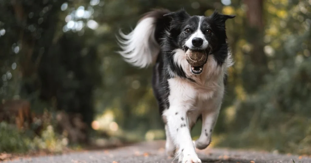 are opossum dangerous to dogs