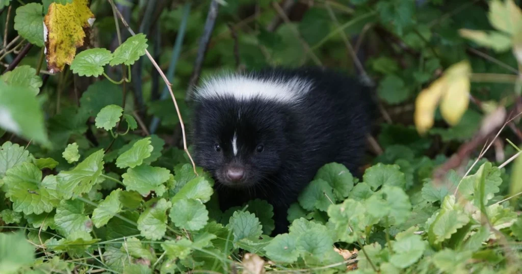 how many babies can a skunk have