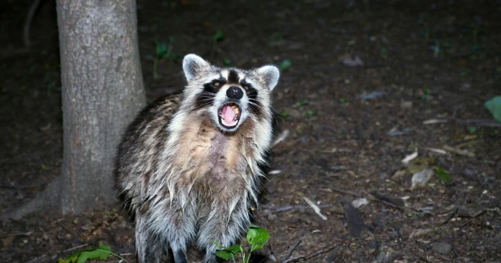 what kind of noises do raccoons make