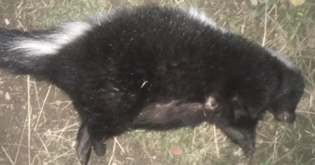 dead skunk removal near me