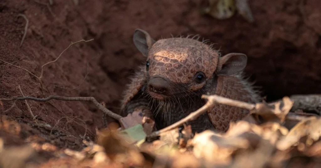 armadillos poisonous