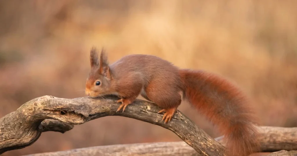 squirrels fire red