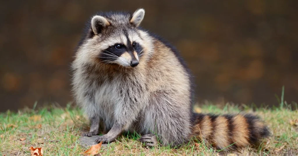 when do raccoons breed