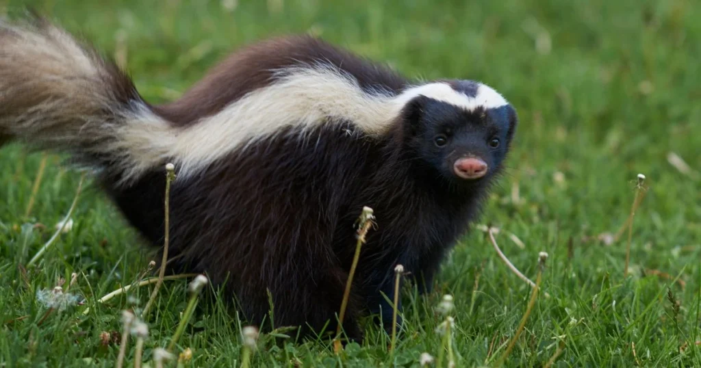 what gets skunk smell off dogs