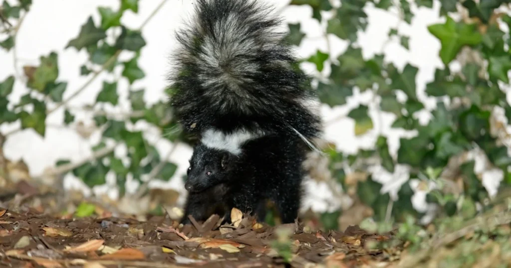 a skunk sprayed under my house