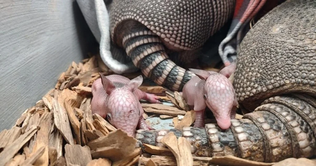 life cycle of an armadillo