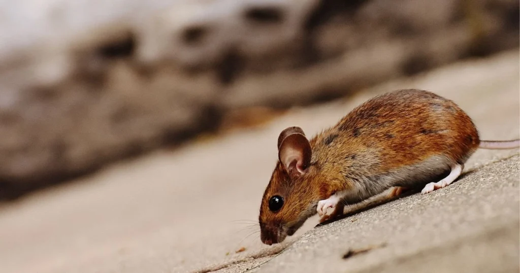 how to keep mice out of camper during winter storage