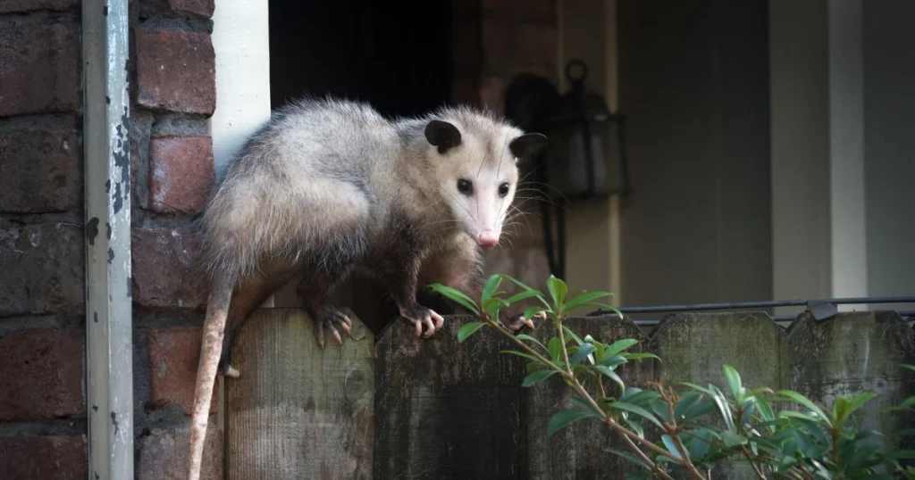 dog vs opossum