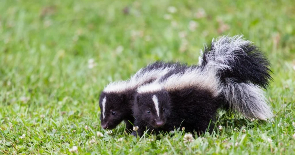 how many babies does a skunk have