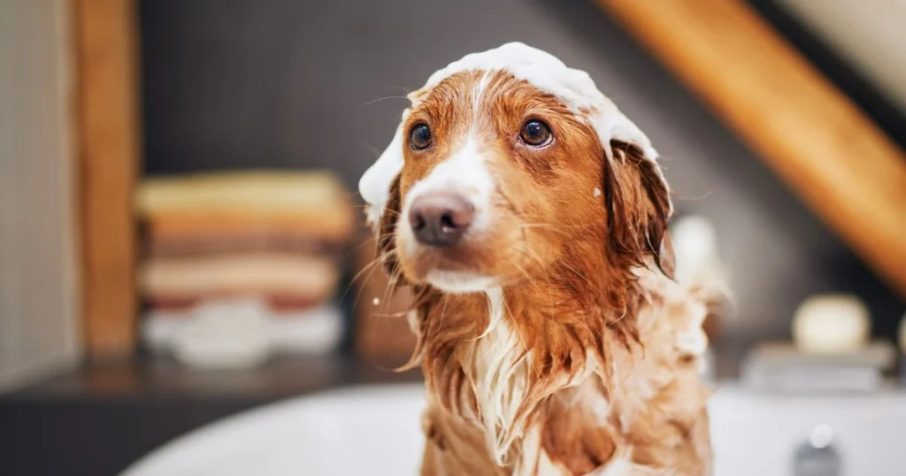 dog sprayed by skunk in face foaming at mouth