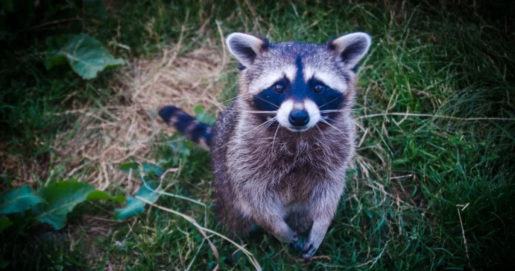 raccoon latrine removal