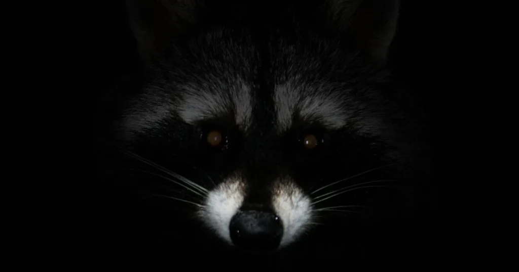 do raccoons make noise at night