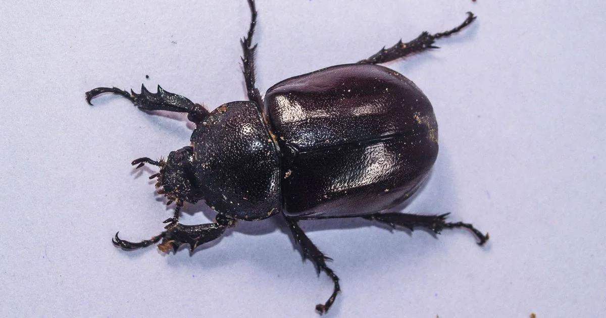 Carpet Beetles Bugs That Look Like Bed Bugs: Identification and Control Guide Hear From Our Clients: Wildlife Removal & Pest Control Reviews 9