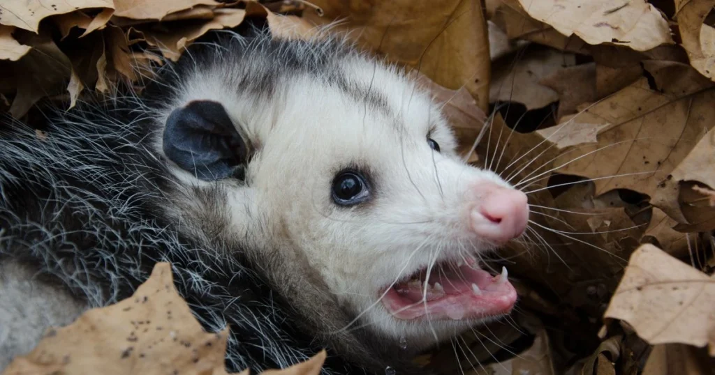 will an opossum attack a cat