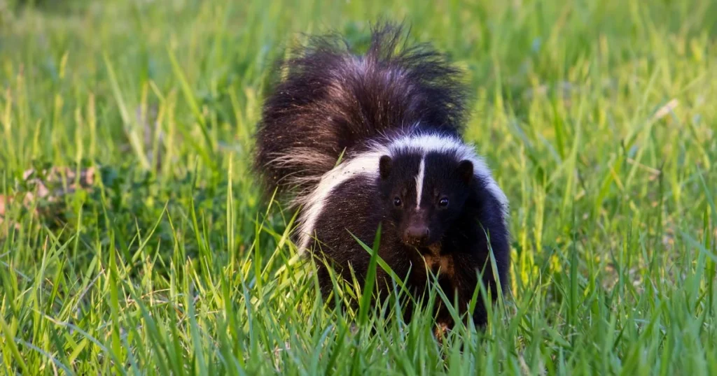 can a skunk spray after its dead