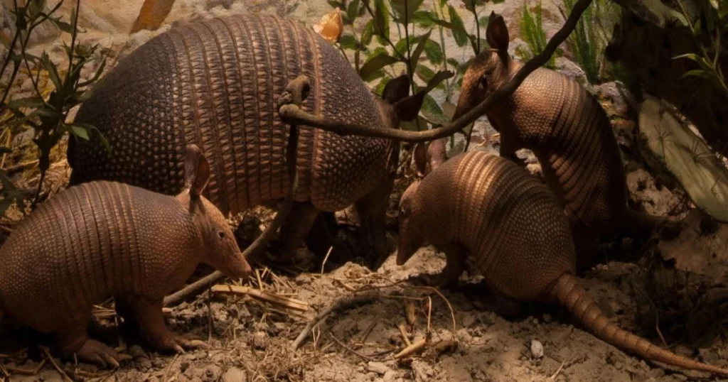 armadillo quadruplets