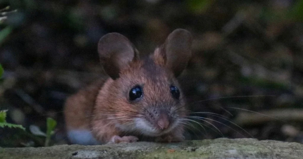 how to keep mice out of crawl space