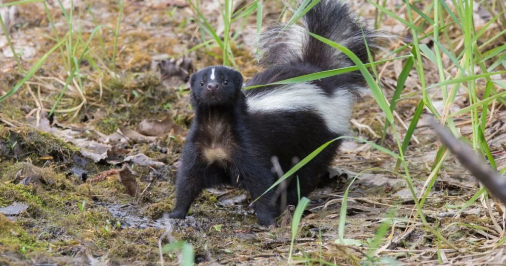 skunk climbing fence